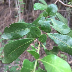Azara integrifolia