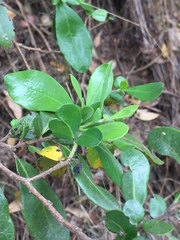 Azara integrifolia
