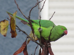 Psittacula krameri