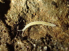 Symphyla