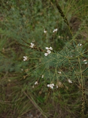 Indigofera zeyheri