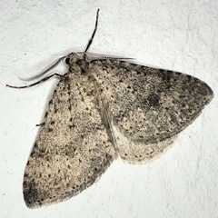 Colostygia multistrigaria