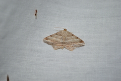 Macaria multilineata
