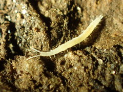 Symphyla