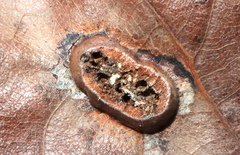 Callirhytis favosa