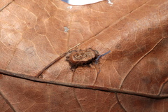 Callirhytis favosa