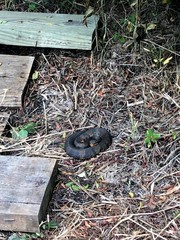 Agkistrodon piscivorus