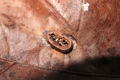 Callirhytis favosa