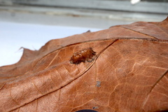 Callirhytis favosa
