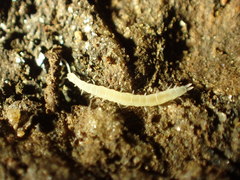 Symphyla