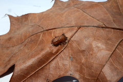 Callirhytis favosa