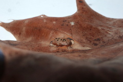 Callirhytis favosa