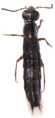 Quedius aliiceps