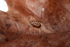 Callirhytis favosa