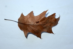 Callirhytis favosa