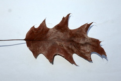 Callirhytis favosa