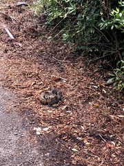 Agkistrodon piscivorus