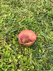 Hortiboletus rubellus image