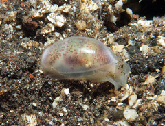 Atys semistriatus