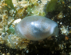 Atys semistriatus