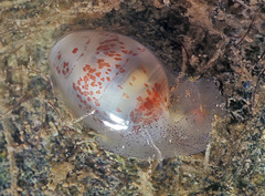 Atys semistriatus