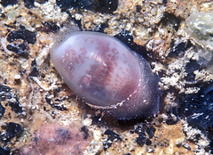 Atys semistriatus