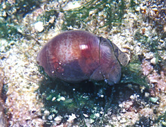 Atys semistriatus
