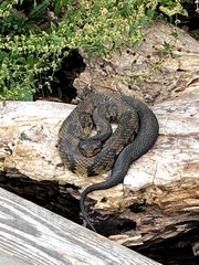 Agkistrodon piscivorus
