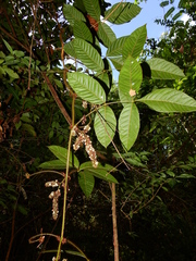 Paullinia rubiginosa