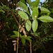 Paullinia rubiginosa - Photo (c) Sébastien SANT, algunos derechos reservados (CC BY-NC), subido por Sébastien SANT