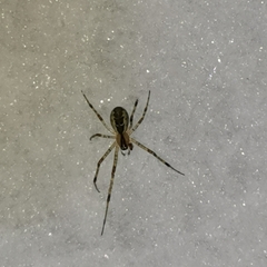 Pityohyphantes phrygianus