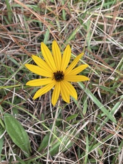 Helianthus heterophyllus
