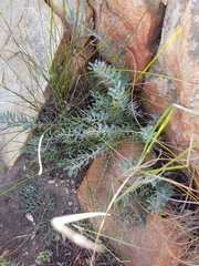 Protea sulphurea