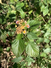 Lantana × strigocamara