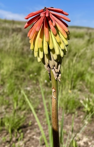 Kniphofia grantii image