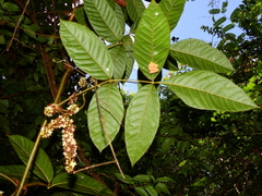 Paullinia rubiginosa