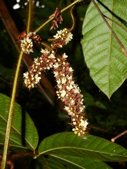 Paullinia rubiginosa