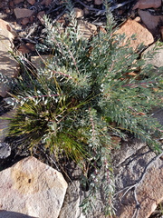 Protea sulphurea