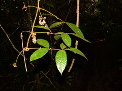Paullinia rubiginosa