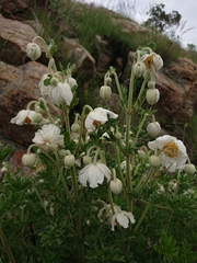 Clematis villosa stanleyi