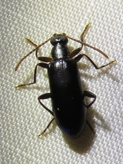 Statira