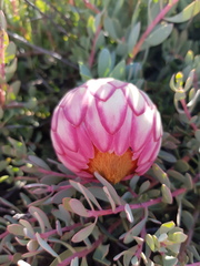 Protea sulphurea
