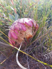 Protea sulphurea