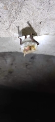 Myotis nattereri