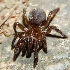 Hebestatis theveneti