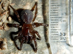 Hebestatis theveneti