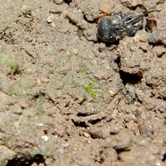 Hebestatis theveneti