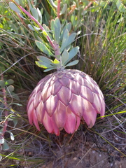 Protea sulphurea