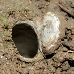 Hebestatis theveneti