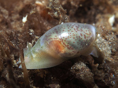 Atys semistriatus